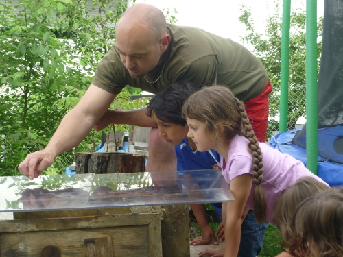 2017 bienen bjoern
